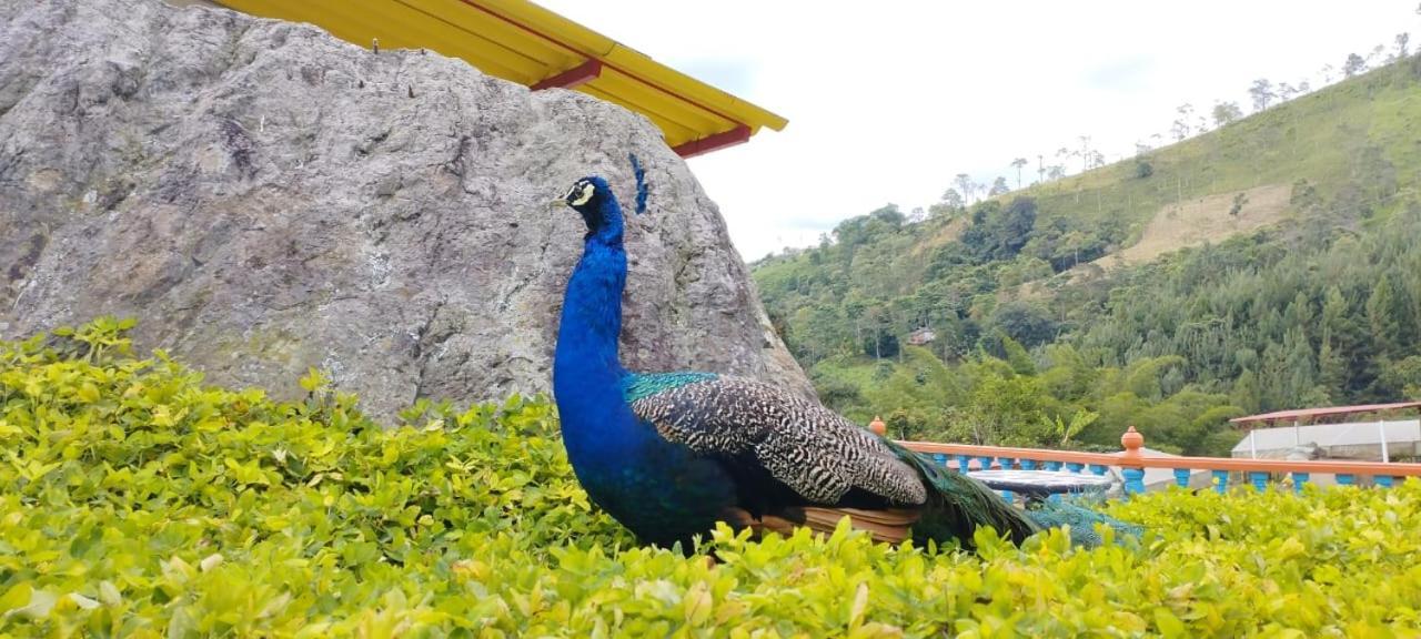 Hotel Cafetero Valparaiso لا فيغا المظهر الخارجي الصورة